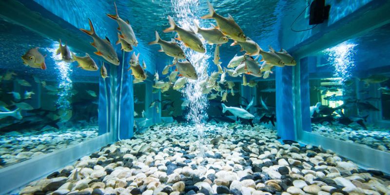 Best Essential Equipment Supplies Needed for a Fish Aquarium in 2023