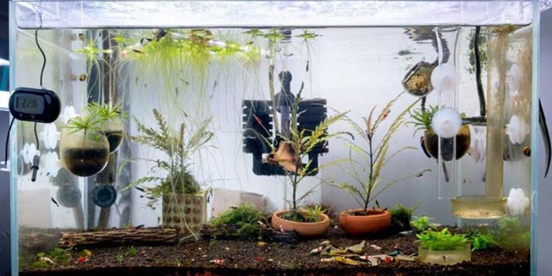 How to Cycle a Fish Tank in 2023?