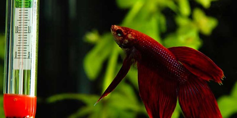 What is the Ideal Water Temperature for a Fish Aquarium?