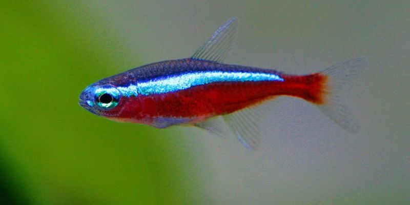 What Are the Best Fish Species for Beginners?