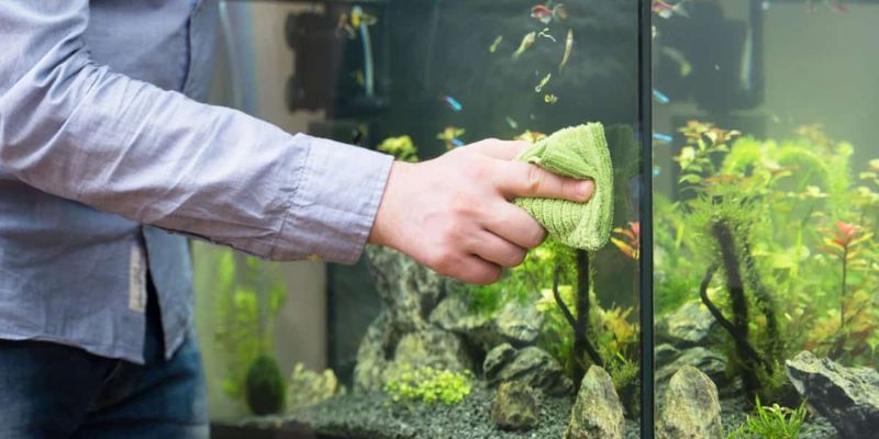 How to Maintain Proper Water Quality in a Fish Tank?