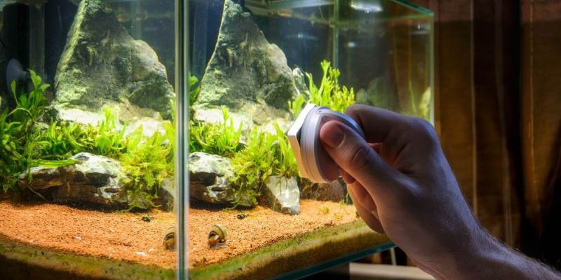 How to Clean and Maintain a Fish Tank in 2023?