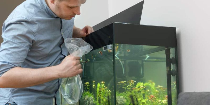 How to Introduce New Fish to an Existing Aquarium?