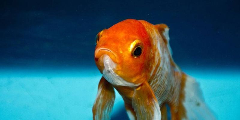 What Are the Signs of Stress or Illness in Fish?