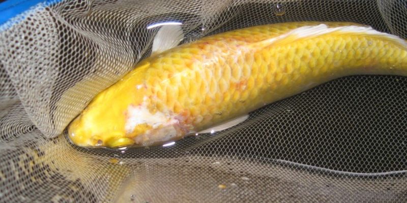 How to prevent and treat common fish diseases?