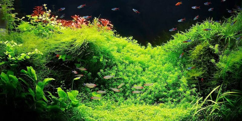 Can I Use Live Plants in a Fish Tank?