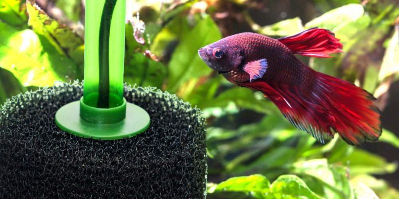 What Type of Filtration System Should I Use for My Aquarium?