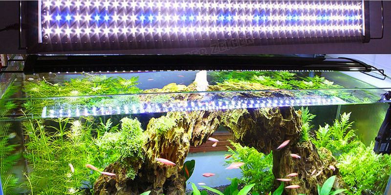 What Are the Proper Lighting Requirements for a Fish Tank?