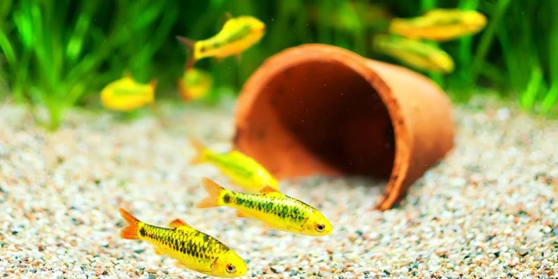 How to Choose the Right Substrate for a Fish Aquarium?