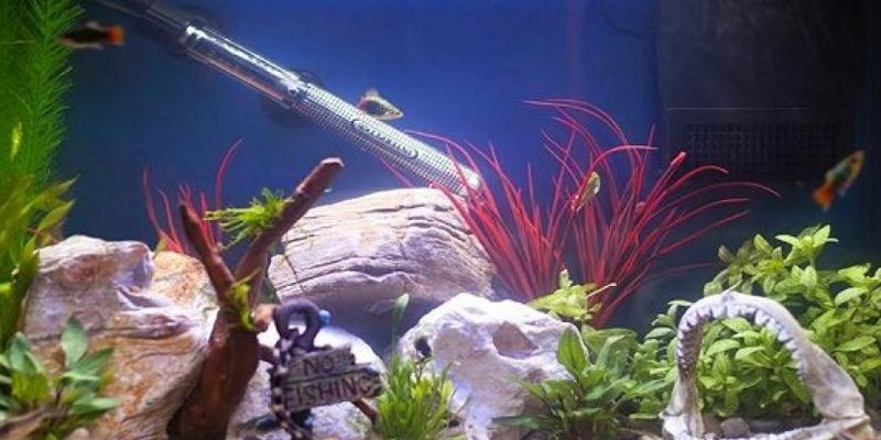 How to Choose the Appropriate Fish Tank Heater?