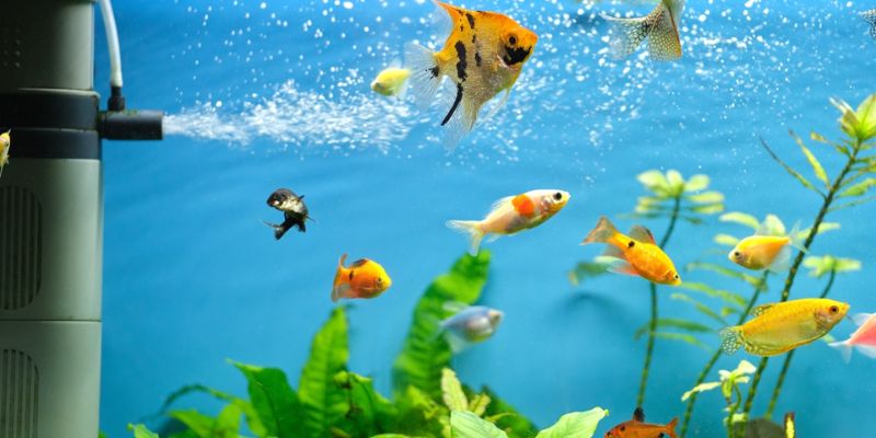 How to Choose the Right Filtration System for a Fish Aquarium?