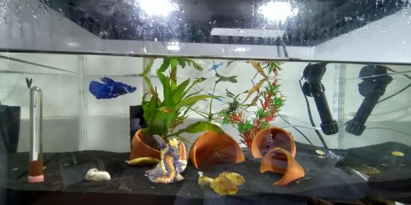 How to Create Hiding Spots & Shelters for Fish in an Aquarium?