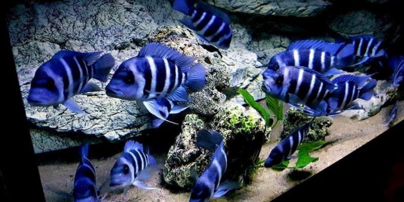 How to Setup and Install Frontosa Cichlid Tank in 2023?