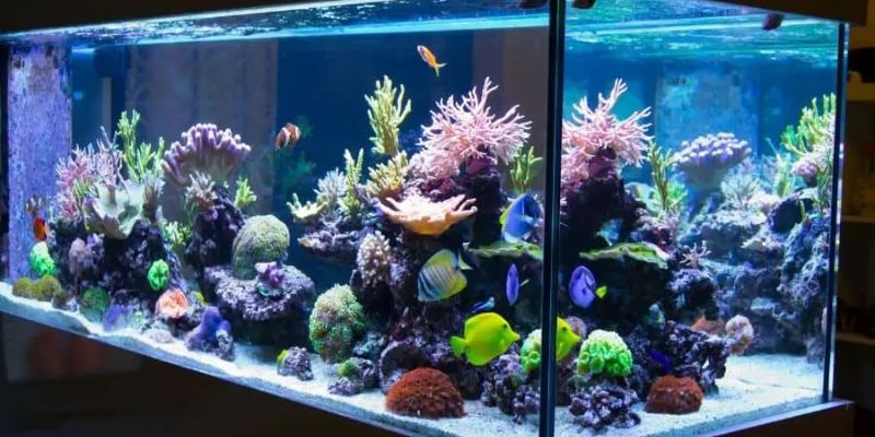How Long Do Fish Tanks Last?