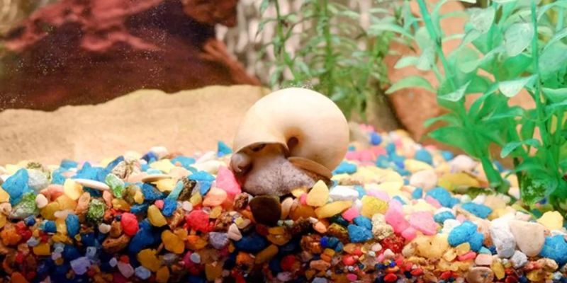 Best Fish Tank Aquarium Snail Trap in 2023?