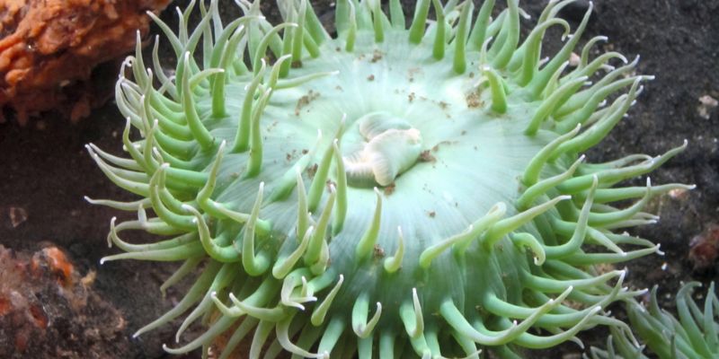 What Makes a Bubble Tip Anemone Mouth Swollen