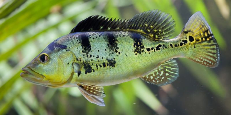 Peacock Bass Aquarium Care Review in 2023