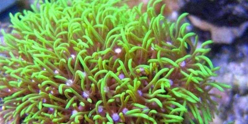 Clavularia Viridis Green Star Polyps in 2023