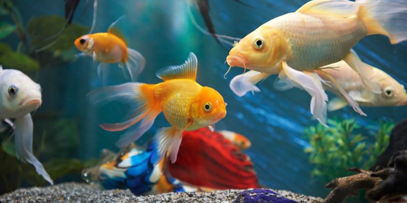 How to Install & Set Up a Fish Aquarium in 2023?