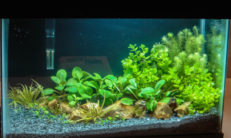 Everything About the Cardinal Plant Aquarium