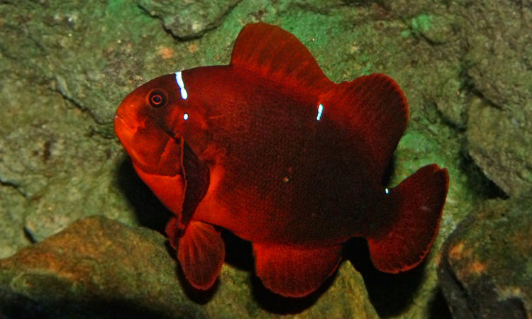 Everything About the Maroon Clownfish